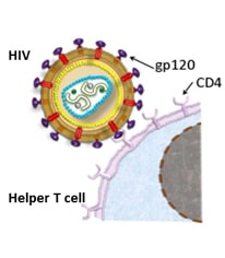 HIV with Helper T cell and CD4